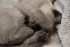DSC_4943.thumb.JPG.1bd95cbd23bbef3af6af4b166acb9452.JPG
