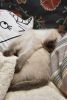 DSC_4947.thumb.JPG.1130cbef03a2a2d6b4443d7296e2d431.JPG