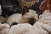 DSC_4974.thumb.JPG.4446b4e26efa0aa89913fc932df1036a.JPG