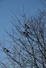 DSC_4979.thumb.JPG.ccf12f47c3ecda047a232fdfbea4d39f.JPG