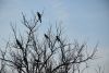 DSC_4981.thumb.JPG.57f1a0c3463886f0a9eb618c9f67679b.JPG
