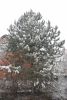 DSC_4996.thumb.JPG.dae2167986d9c13f78e742601d422a91.JPG