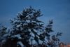 DSC_5019.thumb.JPG.4fca5ba33c867d0b59ee7d5a276a3850.JPG