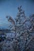 DSC_5031.thumb.JPG.d5a893a34a6f13a6d7aa431e581a8818.JPG