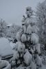 DSC_5134.thumb.JPG.1b9d64e2a95c51cf06a132c13bdb95f0.JPG