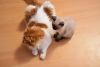 DSC_5181.thumb.JPG.840146bc799926960bcf9bbd1a1bb40e.JPG