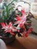 IMG_20220115_152256.thumb.jpg.6df80bc93b1a4fe47a764383fafd0459.jpg