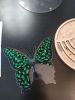 IMG_20220130_132637.thumb.jpg.1440388860033565c7ebbde068eb1bf0.jpg