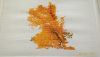 P_20220123_164335_1_p.thumb.jpg.e8662e343683507ca8ecf480d50ec9e9.jpg