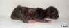 SOFA-4-3.thumb.JPG.5e5e8acc283b1dc171ba58316d47857c.JPG
