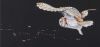c50046a991245841207419c43f157d9c--barn-owls-unfinished-business.thumb.jpg.aacf9db6f3e53caa248314373583da3e.jpg