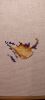 1.thumb.jpg.56b26a319add033e288b746a38b1556b.jpg
