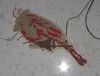 20220223_075919.thumb.jpg.a2cba9dc73799bbb104416173b5a975e.jpg