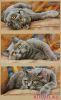 25153.thumb.jpg.57041ac0a03c5ea0dbb3a4cb762b51d5.jpg