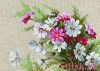 Риолис (Сотвори Сама) 583, Космея