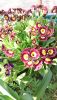 DSC_1040.thumb.JPG.5f7f34a20b33ed0827f514e0e508878c.JPG
