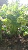 DSC_1050.thumb.JPG.b1132e38d1dc5720de15fee4c085414d.JPG