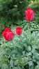 DSC_1051.thumb.JPG.ae5ee74eb2602ead74a5d1687950a479.JPG
