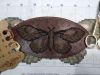 IMG_20220218_181120.thumb.jpg.73b876befa36ab6b8da1a4510d96a24d.jpg