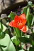 DSC_6029.thumb.JPG.f9fa7722028e9f7ad31ed8c41ec51e78.JPG