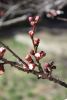 DSC_6033.thumb.JPG.b141ef13c6d75764a0cc54d713fa0079.JPG