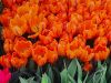 IMG-20220310-WA0015.thumb.jpg.413a429c0ad6fc25da4306422d85cb23.jpg