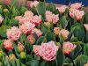 IMG-20220310-WA0028.thumb.jpg.a33d505e1c200d8b8a51d8369d7b9f0b.jpg