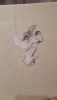 IMG-20220318-WA0012.jpeg.b83edf2f5f975acc5d82df62e547d1ac.jpeg