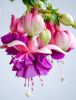 blossom-2343739_1920.thumb.jpg.e6b487d83343ab4c7bd4a7f0e60482ea.jpg