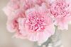 flowers-1325012.thumb.jpg.08dc6350aaee43fc2a3f4e7b0fa6b712.jpg