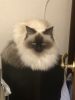 image.thumb.jpeg.eba3d58e1816190a539cb5bc2c09a4ae.jpeg