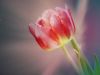 tulip-3476695_1920.thumb.jpg.c814524d1dd9c279674ad7593130459a.jpg