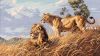 Dimensions 03866, Африканские львы (African Lions)