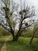 1650957395307.thumb.jpg.fdddb6d93ab0cb24a1adc360458b962d.jpg?1650958898094