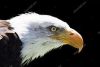 2108652141_1.thumb.jpg.2022e07eb40bedd104a6a1cad313f0a1.jpg