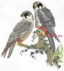 Thea Gouverneur 2024, Соколы (Falcons)