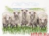 Permin 70-7433, Sheep