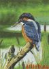 Heritage 1508, Kingfisher