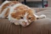 DSC_5864.thumb.JPG.4748ca9672046913d804eafeb74e2783.JPG