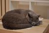 DSC_5899.thumb.JPG.20017254ea68e53ae324a338f591c455.JPG