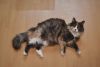 DSC_5917.thumb.JPG.0d52a2f403b11da703729d3d72a67a60.JPG