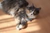 DSC_5950.thumb.JPG.2cebde167e7d2f8aa7a4911c665c6e7e.JPG