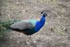 DSC_6042.thumb.JPG.e0c9896a29e7625f934b81848ccf1c1c.JPG