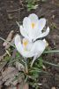 DSC_6059.thumb.JPG.e517940ba38a71891ff2effb4c4c6351.JPG