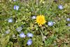 DSC_6070.thumb.JPG.9322d6c9438e826b74e65a5e2cd38e76.JPG