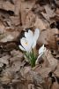 DSC_6072.thumb.JPG.3d94cb6e348cdc0c5c33a534c07d0bc1.JPG
