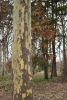DSC_6081.thumb.JPG.7ff7f5737d71c4ba287912c3db04f3a8.JPG