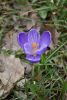 DSC_6085.thumb.JPG.bcae3f4bddd0ce15c6426da14c5e028d.JPG