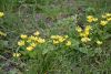 DSC_6089.thumb.JPG.cfe1639808c67bca42b0a60d2e78f12f.JPG