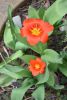 DSC_6133.thumb.JPG.3fc8a304f61b223407b9bd04233f47be.JPG